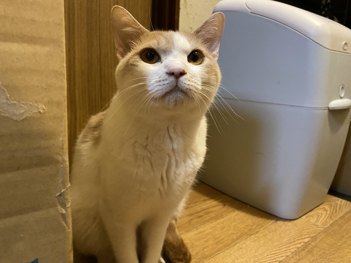 今日は1匹欠席（どん）