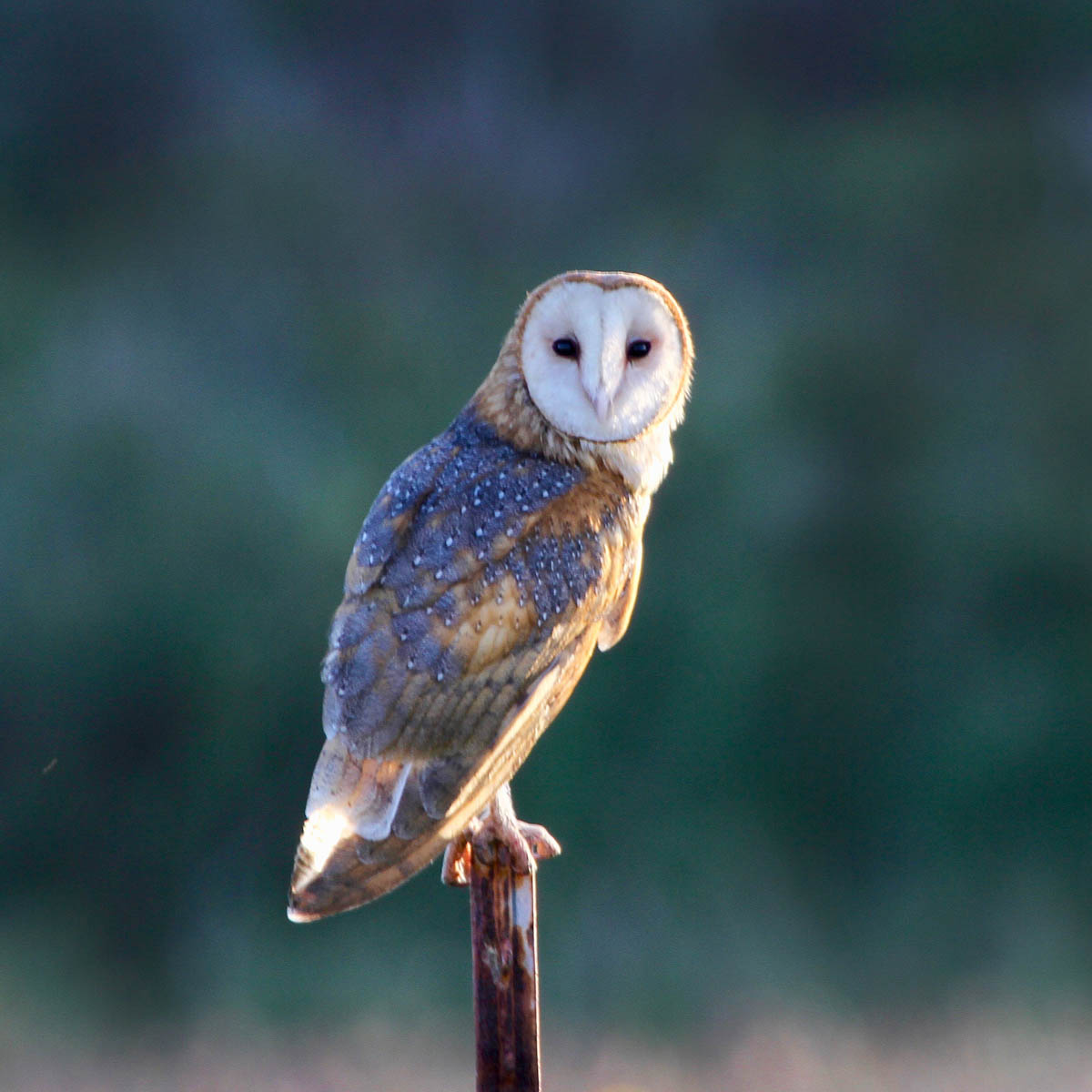 KnottyStrap's tweet photo. @modsiwW Barn owl. Mysterious and ethereal https://t.co/JGbInHnoYD