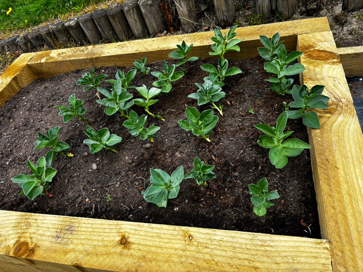 MrsRScotty's tweet photo. Welcome back! There’s been lots of growth in our allotments over the Easter break…..can you guess what’s growing? 🥕🥔🥬🍠 @RhayPrimaryHead #RoundhayRainbow🌈 https://t.co/bQDNQKOi6j