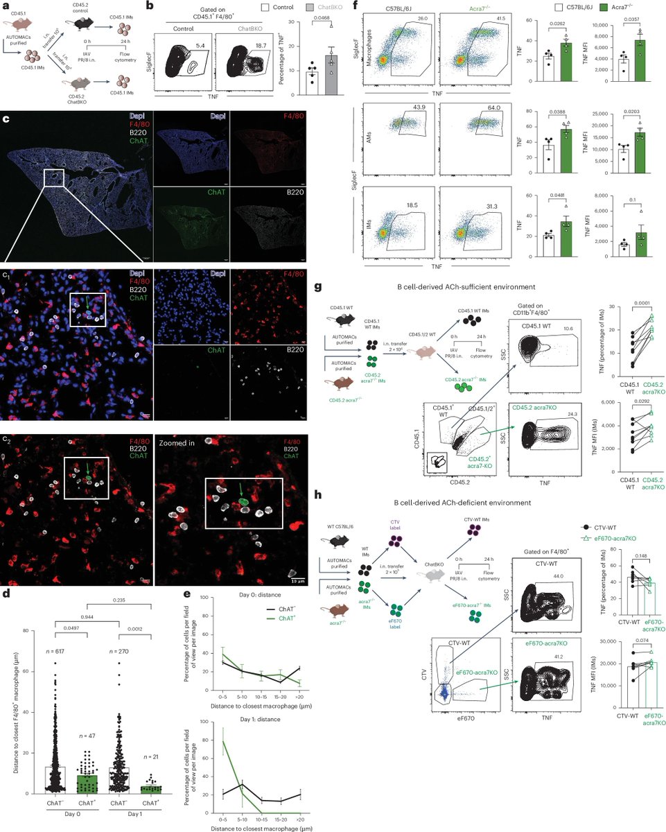 Waggoner Lab (@labwaggoner) on Twitter photo B cells modulate lung antiviral inflammatory responses via the neurotransmitter acetylcholine
nature.com/articles/s4159ā¦
<a href="/NatImmunol/">Nature Immunology</a> <a href="/nbaumgarth/">Nicole Baumgarth, DVM PHD</a> <a href="/A_Cembellin_Pri/">Antonio Cembellin Prieto</a> B cells modulate lung antiviral inflammatory responses via the neurotransmitter acetylcholine
nature.com/articles/s4159ā¦
<a href="/NatImmunol/">Nature Immunology</a> <a href="/nbaumgarth/">Nicole Baumgarth, DVM PHD</a> <a href="/A_Cembellin_Pri/">Antonio Cembellin Prieto</a>