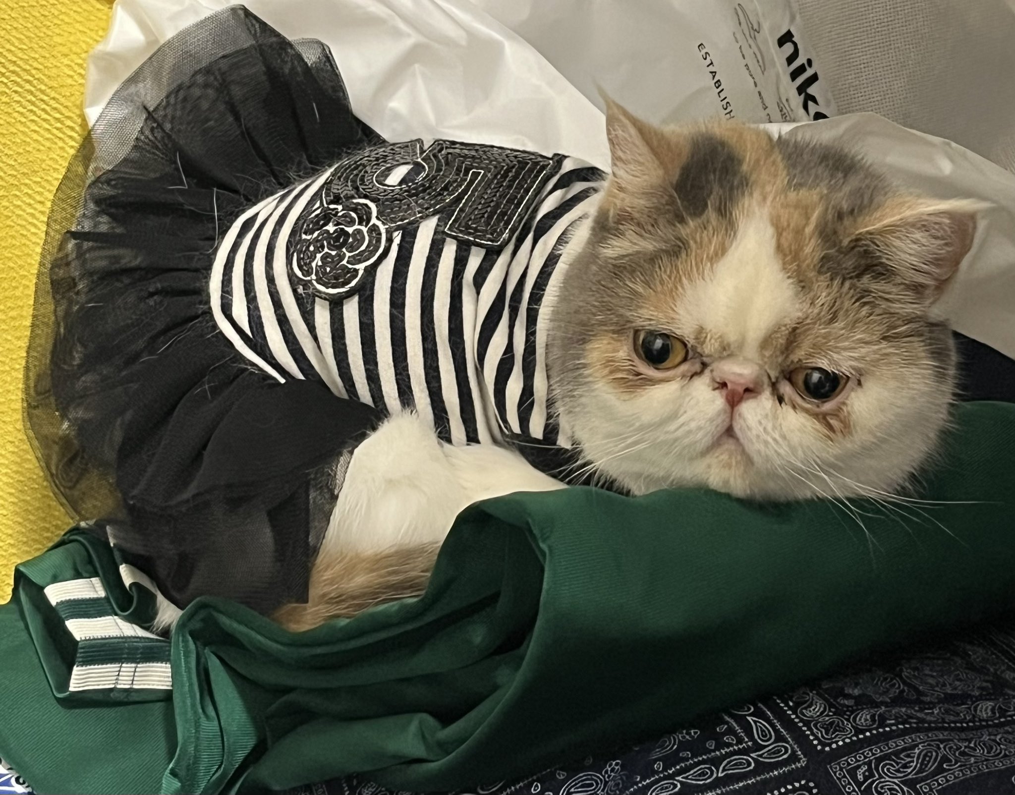 三毛猫のおもちちゃん