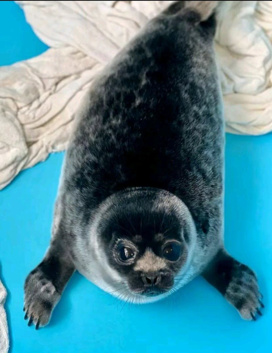 "Our first Baltic seal this year has completely molted and acquired her adult fur outfit. The outfit turned out bright and beautiful, and we congratulate the seal on it ))."