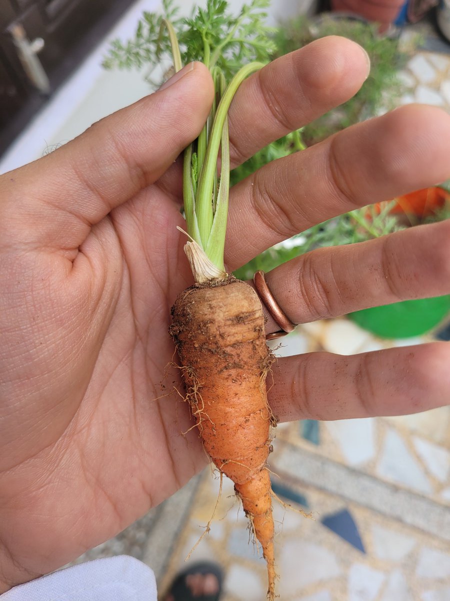 mayankintl's tweet photo. A cute little carrot! 🥕 
A beautiful life indeed, #PoweredBySoil, like all the food that nourishes us. (I wish it had grown bigger, though 🤔)

#SaveSoil policies are one of the best things that we can offer to the mother earth. #EarthDay https://t.co/KSG3NwY9r2