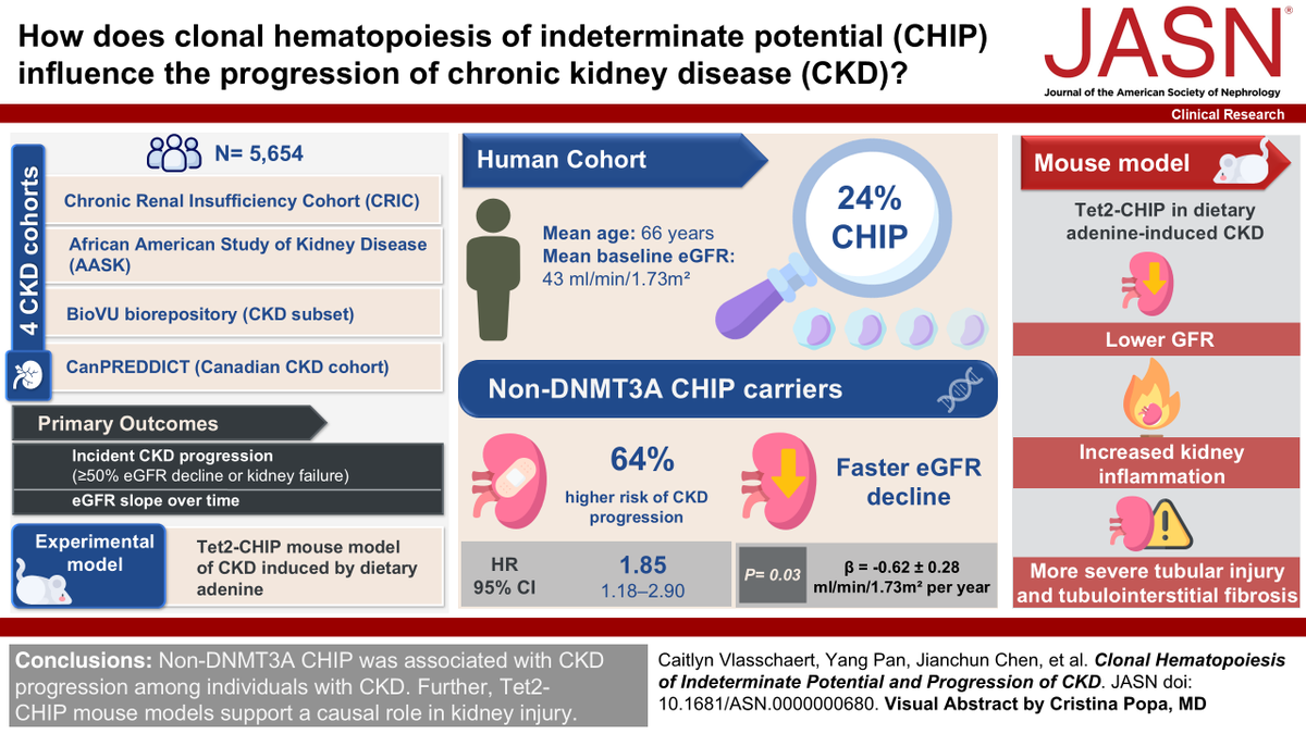 Study finds that Non-DNMT3A CHIP was associated with CKD progression among individuals with CKD, and Tet2-CHIP mouse models support a causal role in kidney injury. bit.ly/JASN0680
#ASNJASN