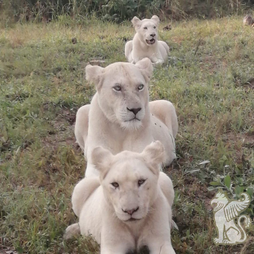 This Earth Day, we honour our lioness — Gaia.

Named after Mother Earth, she walks with power, purpose, and protection.

Every step she takes is a pledge to restore the planet. 

#EarthDay  #GaiaTheLioness #lionheartedleadership #sacredfeminine #ProtectOurPlanet