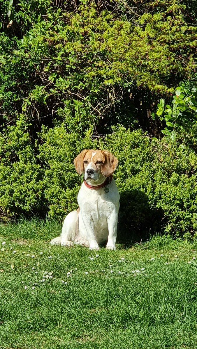 DC7F's tweet photo. @beaglefacts #B5 #Bonnie on #NationalBeagleDay https://t.co/nHwN1SQcXF