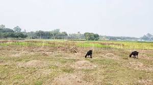 ঝিকরগাছায় জমিজমা সংক্রান্ত বিরোধের জেরে মহিলাকে পিটিয়ে যখম