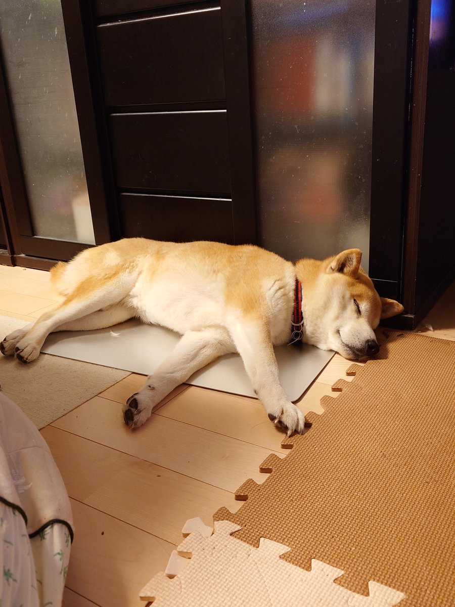 もう冷え冷えマットが手放せません。