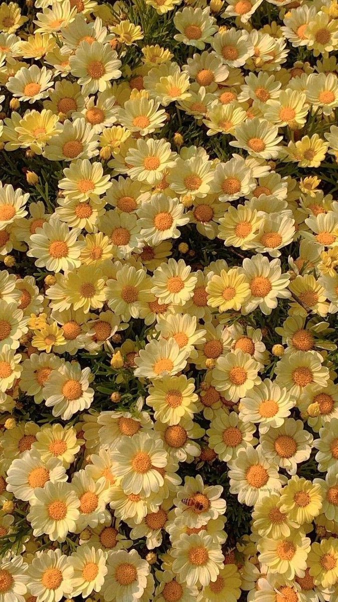 🍑peach🍑 tweet media