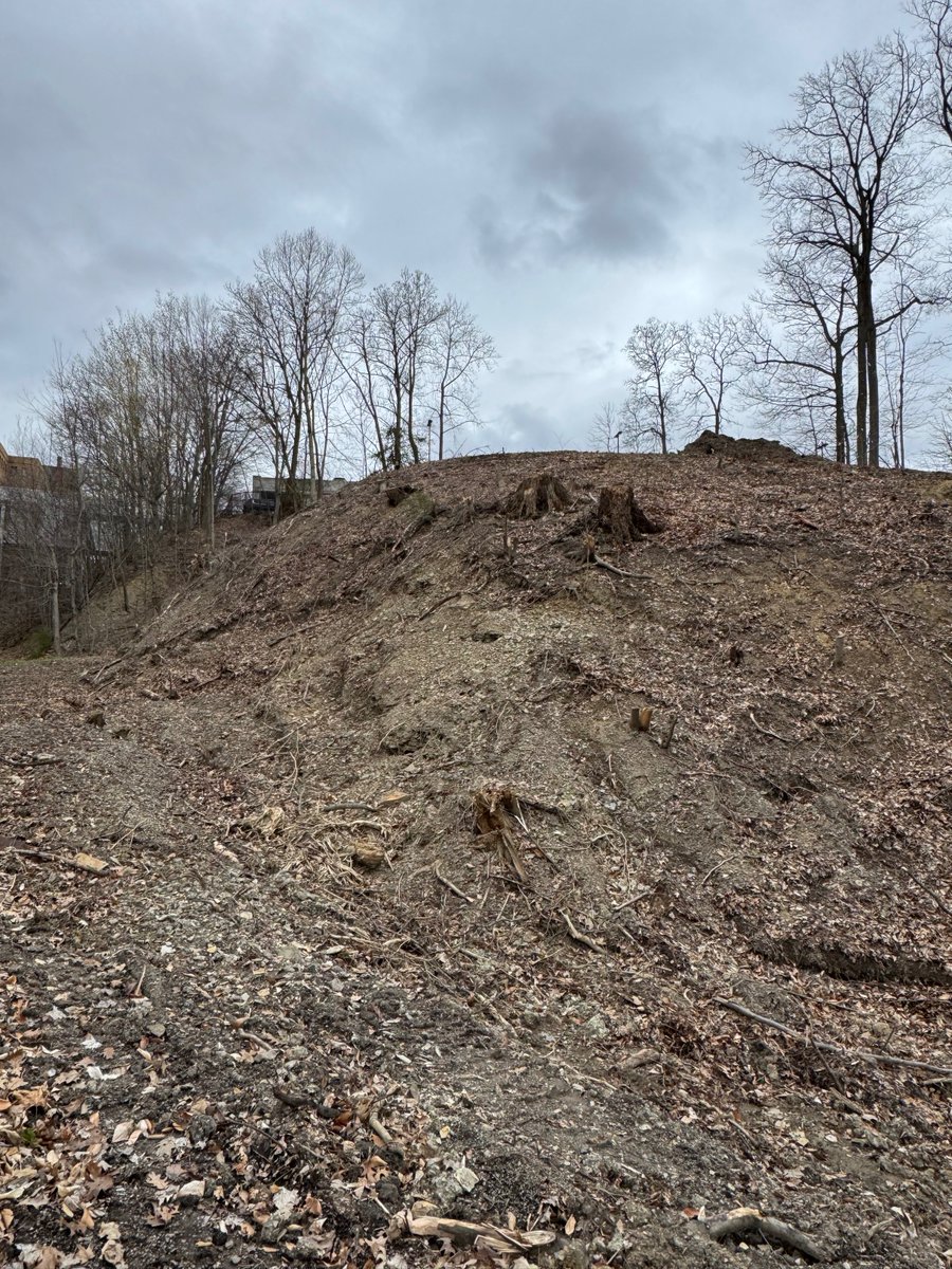 TreeCleveland tweet media