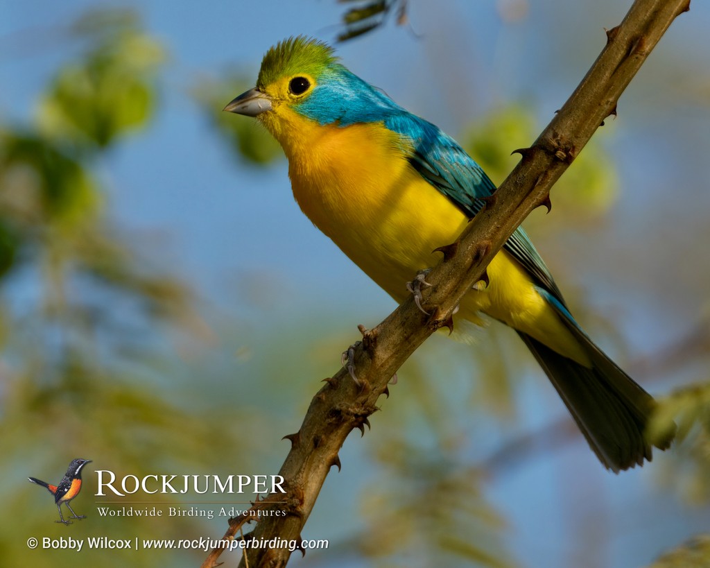 NEW TRIP REPORT POSTED!

Bobby Wilcox and his guests have just returned from a fantastic Mexico Oaxaca tour! Read more about their sighting of this Orange-breasted Bunting and many more in his Trip Report on our website. 

rockjumperbirding.com/tripreports/de…