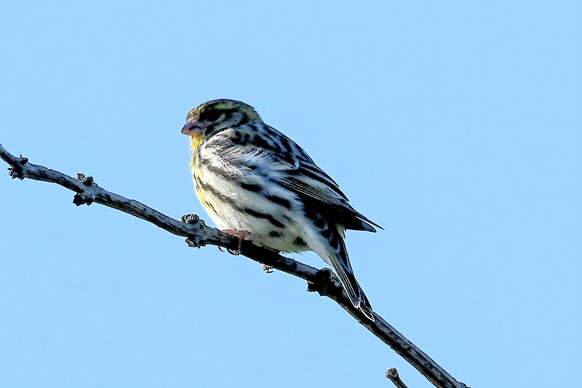 The Female Serin at #Berryhead, #Tobay this morning. Thanks to Mike Langman <a href="/clennonvalley/">Mike Langman</a>  for the find.