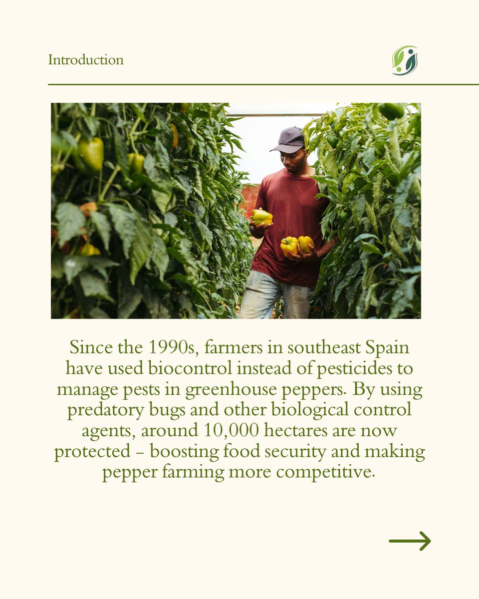 SprintH2020's tweet image. 🌶 Biocontrol for tackling pepper pests. Farmers in South east Spain have been using biocontrol to fight off Thrips - 🔍 Learn more: sprint-h2020.eu

#sprintproject #SustainableFarming #biocontrol #AgroInnovation #pesticides #PesticidesReduction #foodsecurity