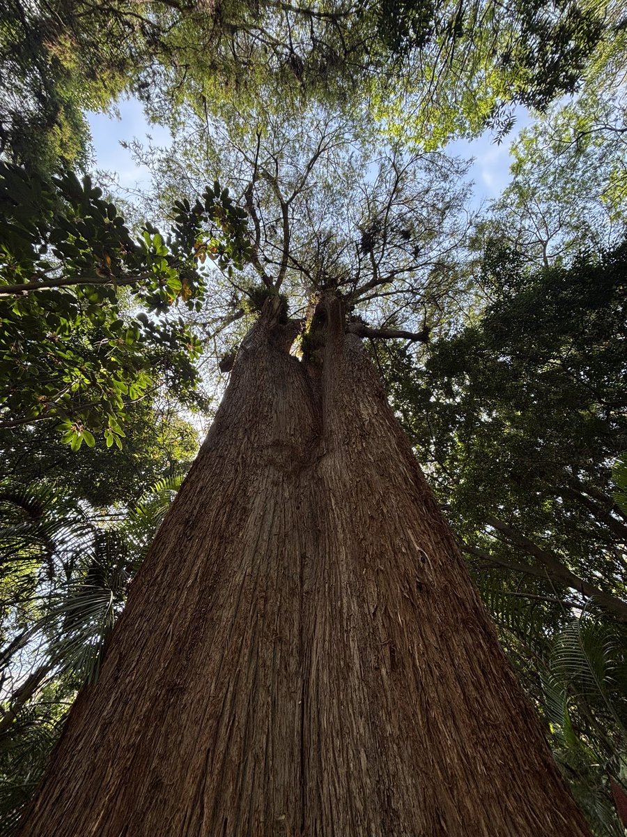Look up! Trees are sacred beings #thicktrunktuesday