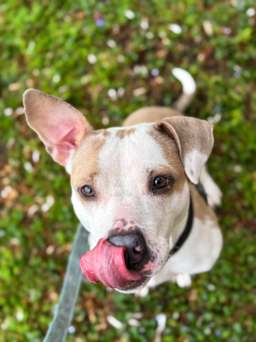 hsmo's tweet photo. Melony has been training all her life for this #TongueOutTuesday ! 😜

This lucky pup headed off to a foster home over the weekend!

Melony is a 2-year-old Pittie mix with the cutest spotted face and ears 💕

Email foster@hsmo.org to schedule a meet and greet with Melony today! https://t.co/kOezNK63NT