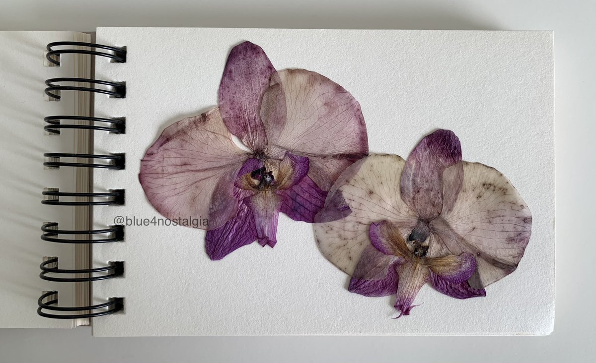 twin orchids reunited forever 𓏲