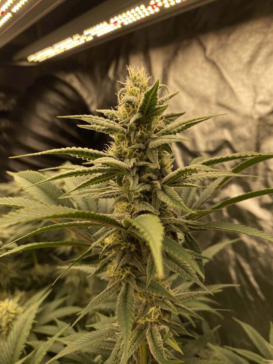 Durban Poison x Jack Herer
Alter Ego Genetics 
<a href="/SocalSeedVault/">Socal Seed Vault</a> 💪