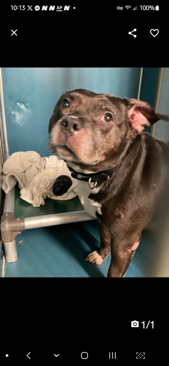 Julie🌻🐾 tweet media