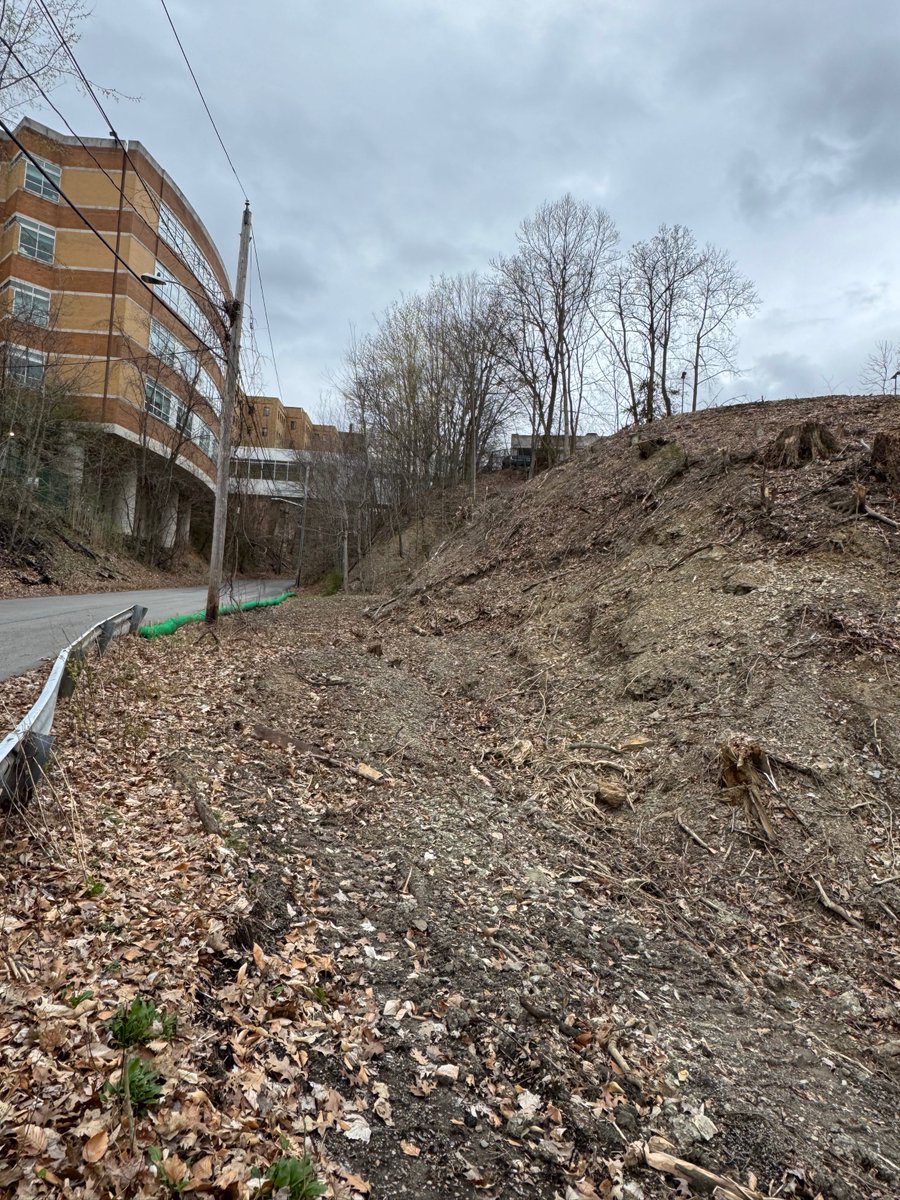 TreeCleveland tweet media