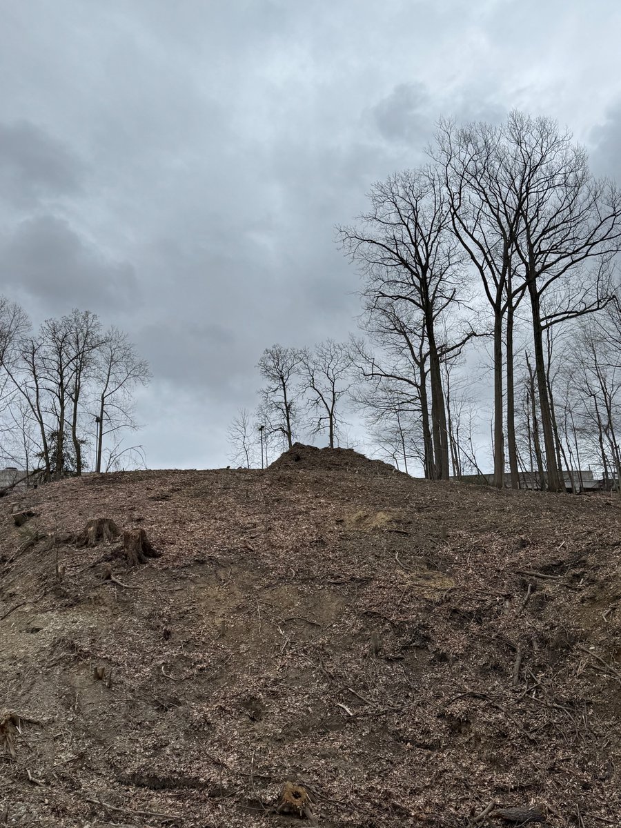 TreeCleveland tweet media