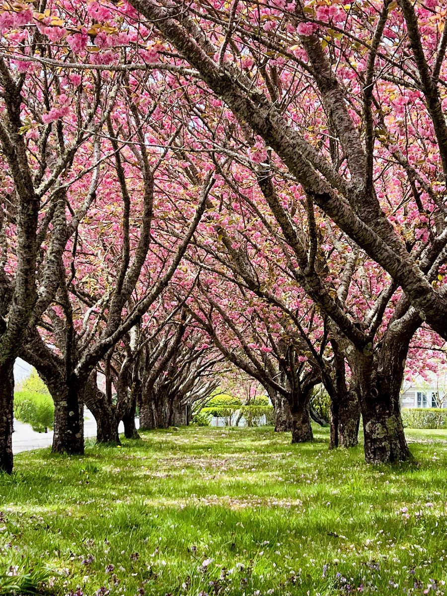 ChathamBarsInn's tweet photo. Happy Earth Day! 🌎 We are so thankful for the incredible natural beauty that surrounds us here at the Inn.

#earthday2025 #chathambarsinn #mycbi #lifeattheinn #4seasonsoffun #travelnewengland #chathamma #travelmatters #visitcapecod #thepreferredlife #mylocalma https://t.co/3ByA4cnd1Z