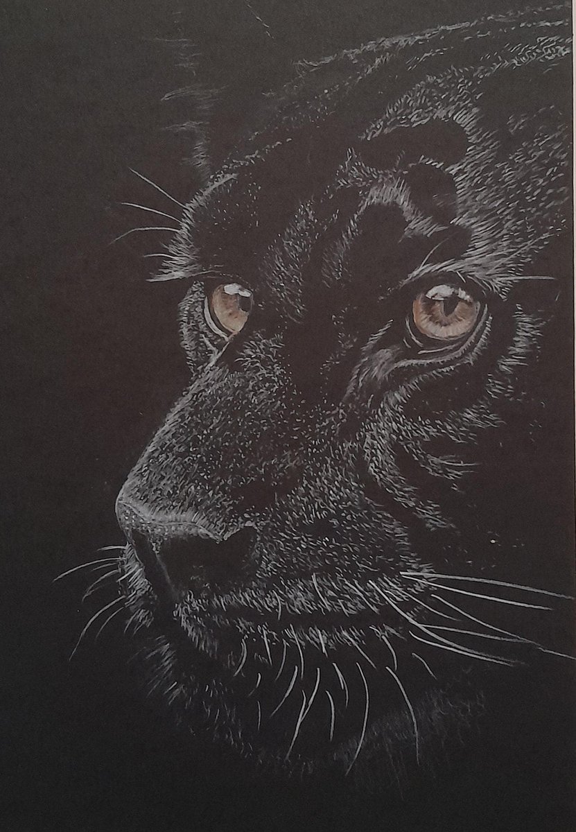 MclintockBrian's tweet photo. Available 
BLACK TIGER 
https://t.co/MPQxsWPoBZ https://t.co/dcgm34R6uY
