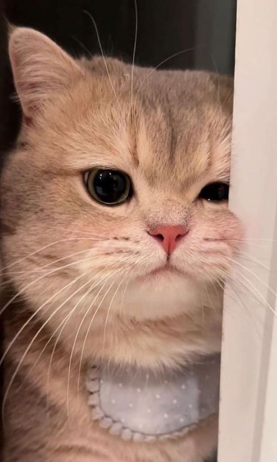 catsareblessing's tweet photo. https://t.co/ouFAdWTvDl