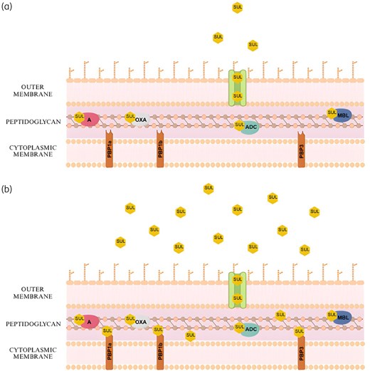 drtimothyli's tweet photo. Rationale behind the use of high-dose sulbactam (SUL) against CRAB infections

Conventional dose: 
SUL hydrolysed by β-lactamases➡️cannot reach their targets (PBP1a/1b/3)

High-dose, extended-infusion therapy can overcome the hydrolysis by β-lactamases

https://t.co/q3rDfsziLU https://t.co/qgOt7E9X15