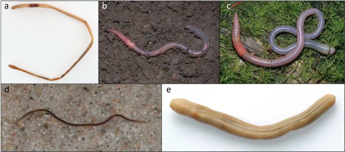 niooknaw's tweet image. New publication: The  applicability of regional red list assessments for soil invertebrates:  first assessment of five native #earthworm species in Canada. #speciesatrisk #soilfauna #extinctionrisk #soil #biodiversity #climatechange #landuse
doi.org/10.1007/s10531…