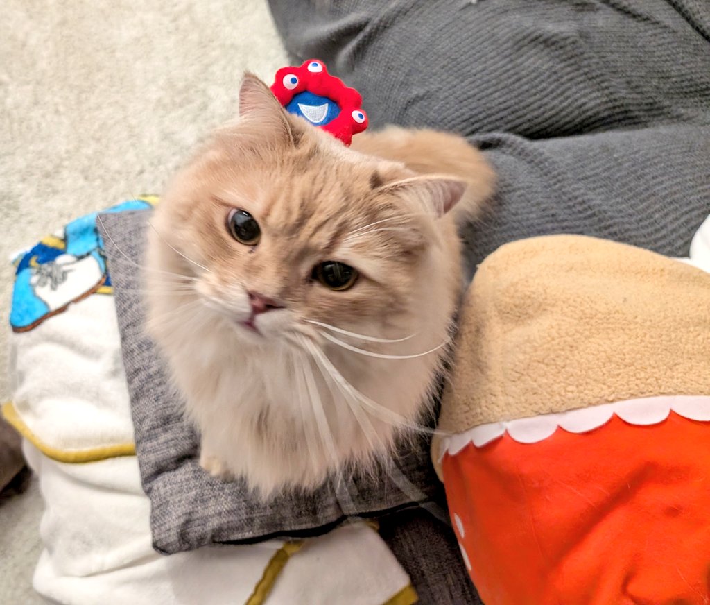 これは万博仕様にされて迷惑そうなネコ