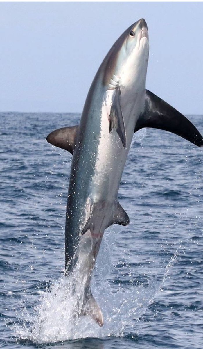 SharkiesOTD's tweet photo. ♡ Happy Tuesday!

~ Thresher sharks jump! https://t.co/yVp4mqow4i