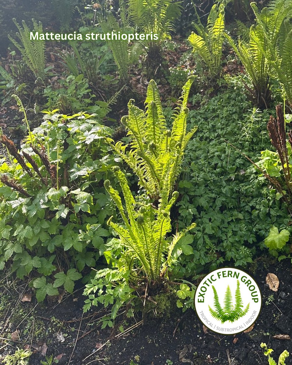 Exotic Fern Group (@exoticferngroup) on Twitter photo 