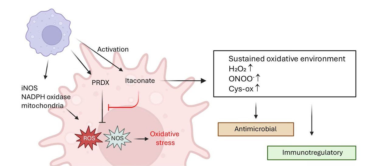 Maxim Artyomov (@maxim_artyomov) on Twitter photo (2/2) continued from
latest from our lab: ITACONATE MECHANISM SOLVED!!
For those itaconate aficionados, check out the behind-the-scenes story in a cool Nature based blog posting by <a href="/tompaulenda/">Tomas Paulenda</a> and myself - it might help clear some confusions often faced by broader community (2/2) continued from
latest from our lab: ITACONATE MECHANISM SOLVED!!
For those itaconate aficionados, check out the behind-the-scenes story in a cool Nature based blog posting by <a href="/tompaulenda/">Tomas Paulenda</a> and myself - it might help clear some confusions often faced by broader community