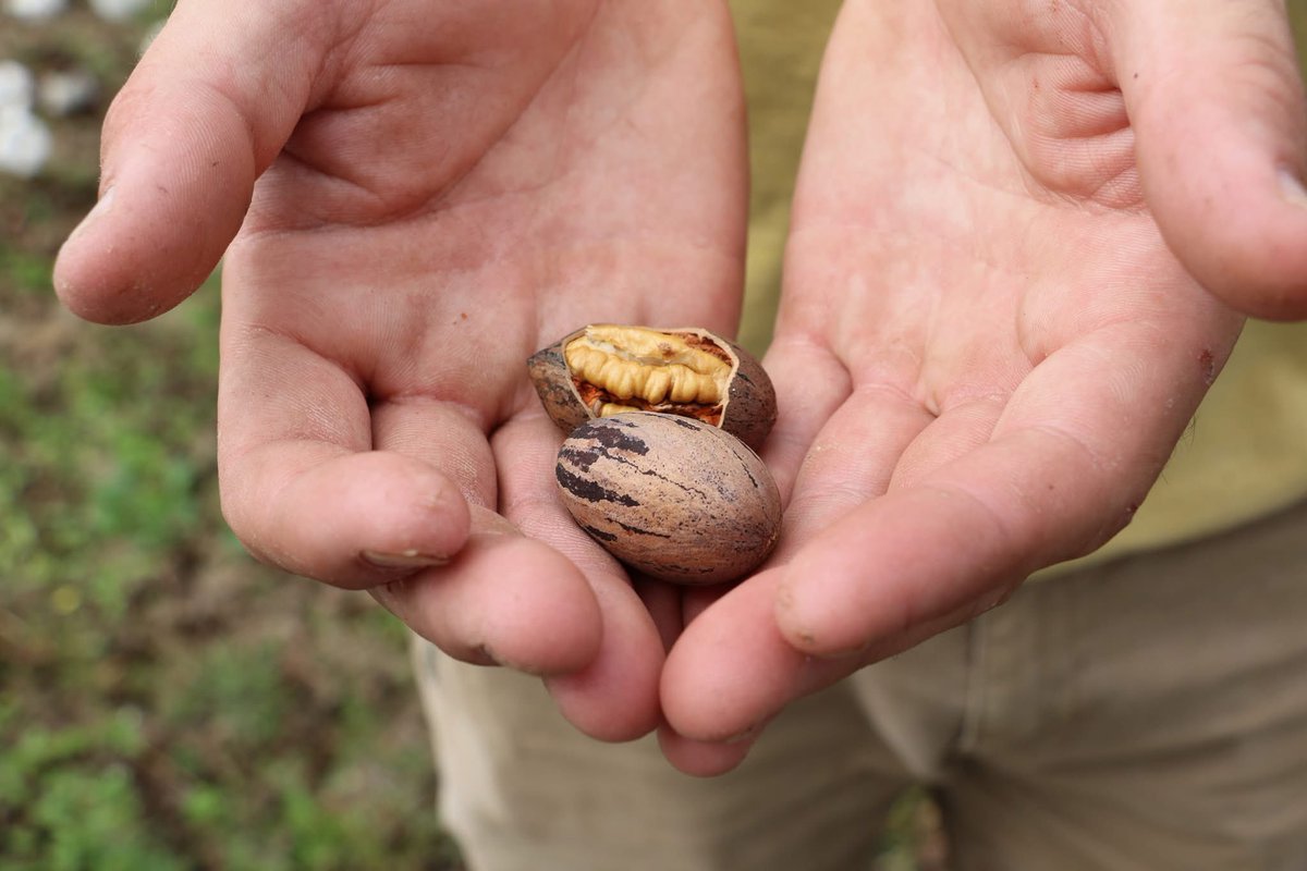 Behind every field, forest and farm is an Alabama farmer working hard to care for the land and grow what we depend on. On this Earth Day, let’s thank those who protect Alabama’s natural resources and keep agriculture strong!🌎💙