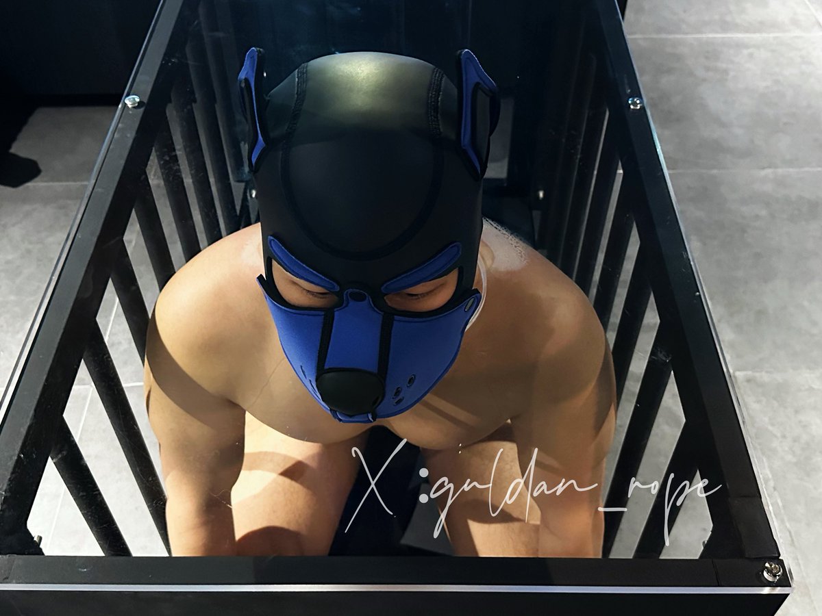 《soda老师的狗狗日记》
新年摸狗头，万事不用愁😘
自从把soda老师关在笼子里之后，
晚上睡觉都感觉床变宽敞了😘
以后来我家玩的小朋友
可以摸soda狗头～