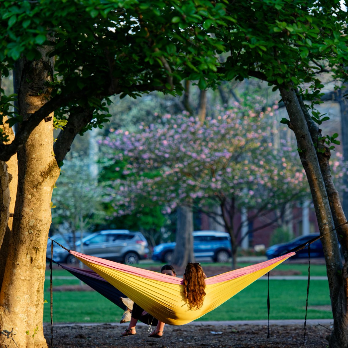 olemissbound's tweet photo. Happy Earth Day from the most beautiful college campus on the planet! 🌎 
 
#HottyToddy #OleMissBound #EarthDay https://t.co/KZjMl3SOHo