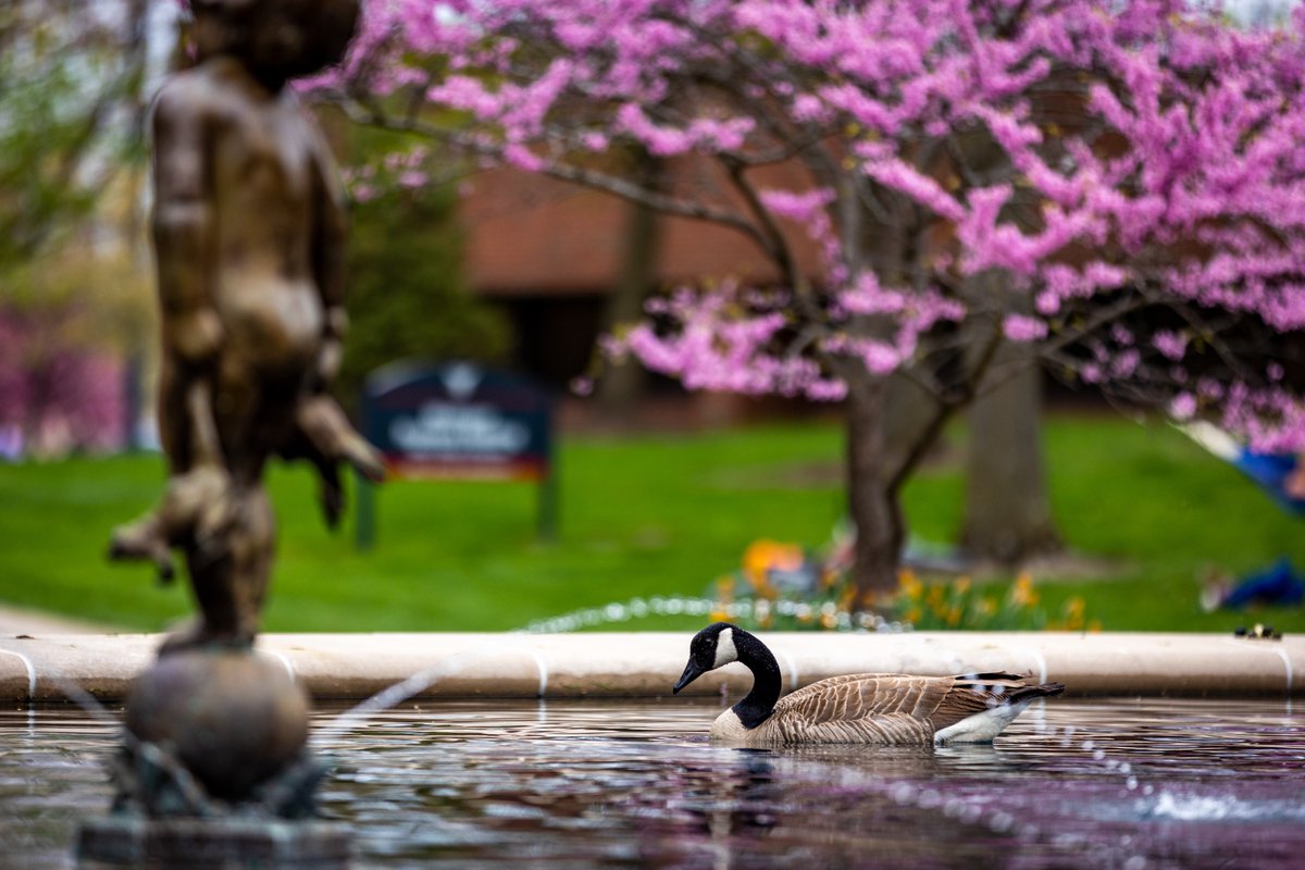 Spring days on <a href="/BallState/">Ball State</a>'s campus are hard to beat 🌷 #WeFly
