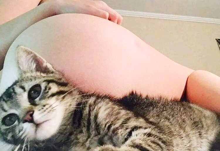 Heath20PH's tweet photo. My cat said no🐈 https://t.co/TDPinj8OdU