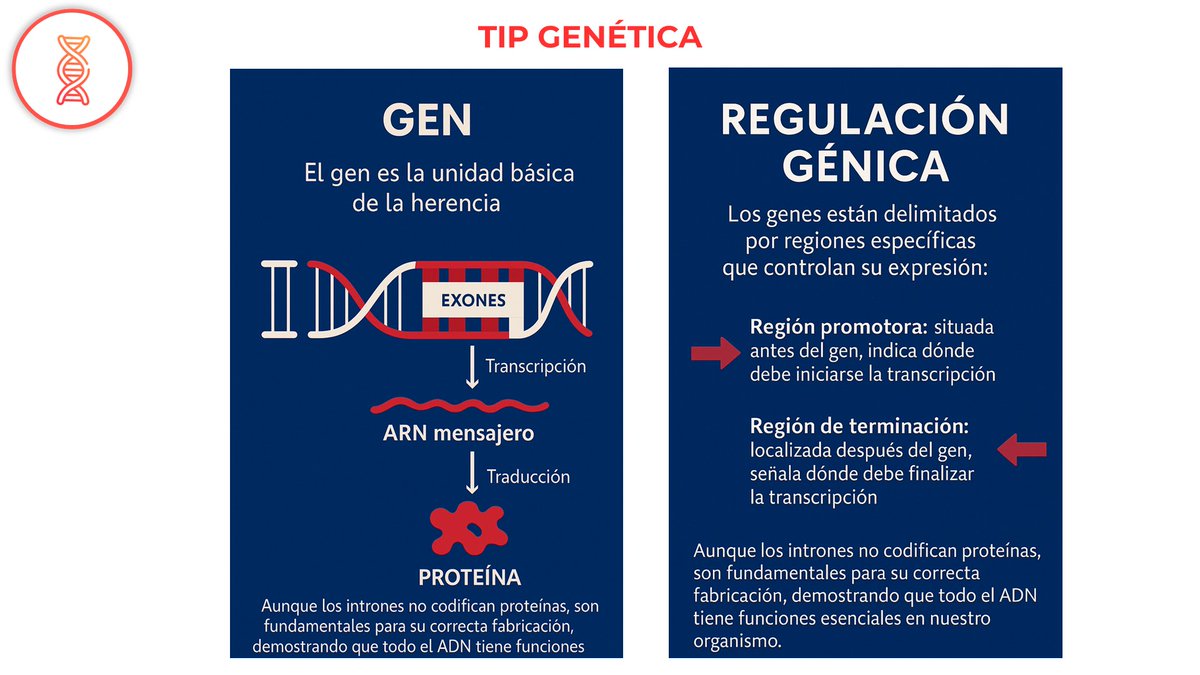 NefroGetafe (@nefrogetafe) on Twitter photo 🎯🎯Sigamos aprendiendo lenguaje genético:Los genes y en qué consiste la regulación génica ✍️✍️<a href="/SOMANEorg/">Sociedad Madrileña de Nefrología (SOMANE)</a> <a href="/SENefrologia/">S.E.N. Nefrología</a> <a href="/BGFOURNIER/">Belén Gil Fournier</a> #Nefrogenética #HospitaldeGetafe 🎯🎯Sigamos aprendiendo lenguaje genético:Los genes y en qué consiste la regulación génica ✍️✍️<a href="/SOMANEorg/">Sociedad Madrileña de Nefrología (SOMANE)</a> <a href="/SENefrologia/">S.E.N. Nefrología</a> <a href="/BGFOURNIER/">Belén Gil Fournier</a> #Nefrogenética #HospitaldeGetafe