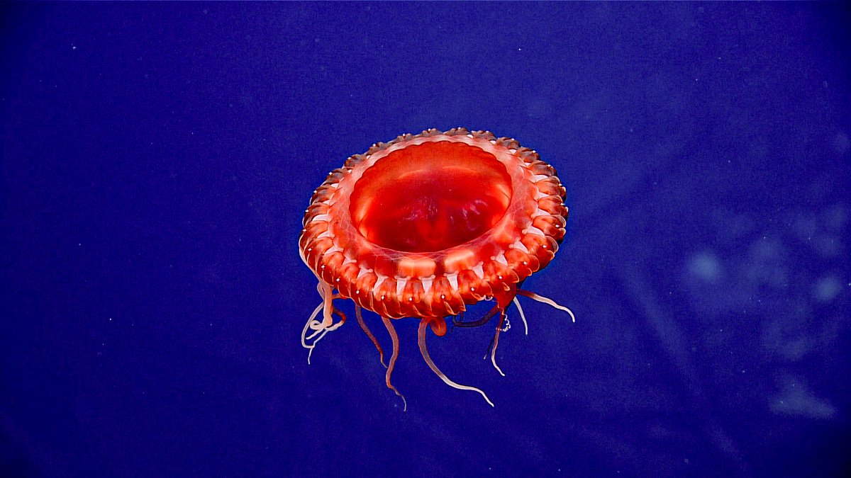 During #Okeanos dives on April 19 and 20, #NOAA &amp; partners explored Battle of Midway's USS Yorktown (CV-5), revealing a number of unexpected discoveries.

Learn more about these discoveries: oceanexplorer.noaa.gov/okeanos/explor…

#Yorktown #WWII #discovery #maritimeheritage