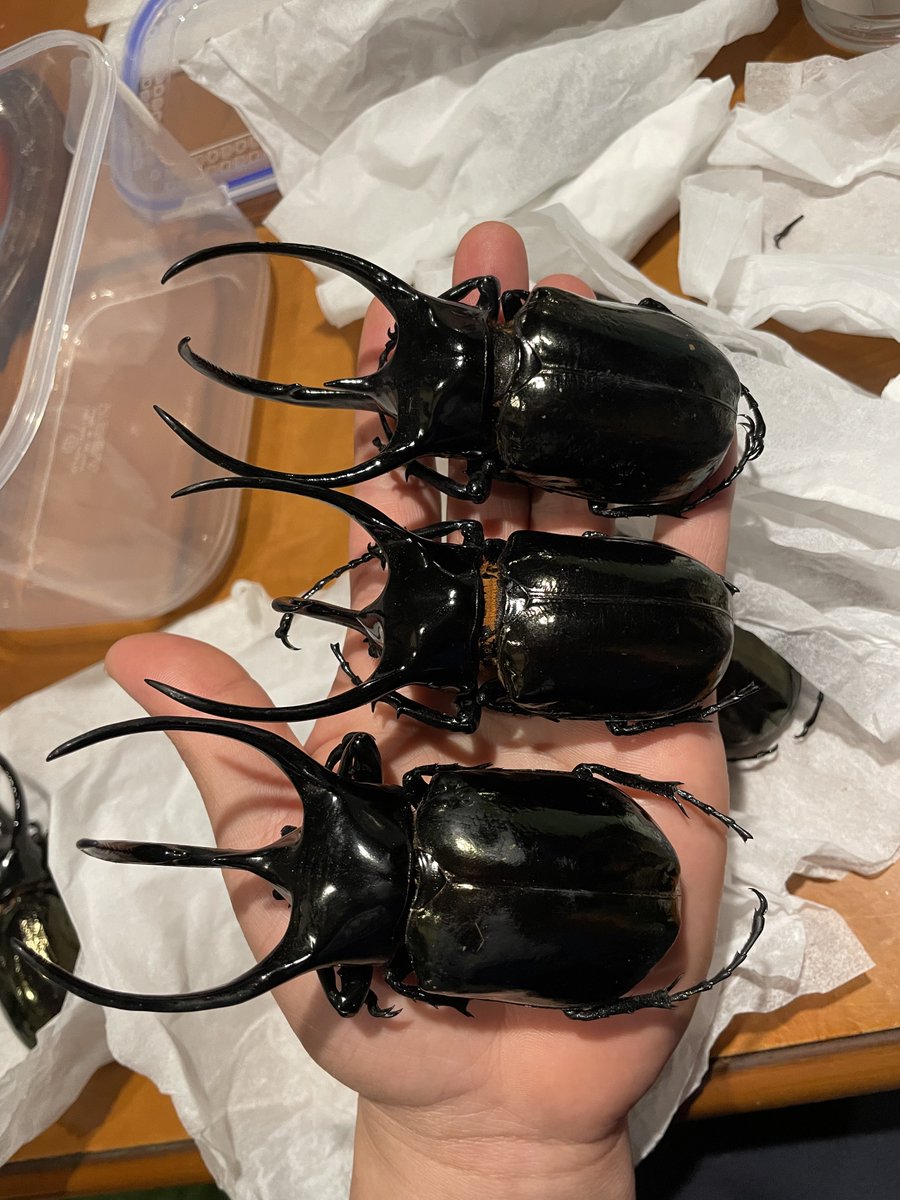 大型ケンタウルスミツノカブト65mmペア ∞ANAPERI∞ ケンタウルス