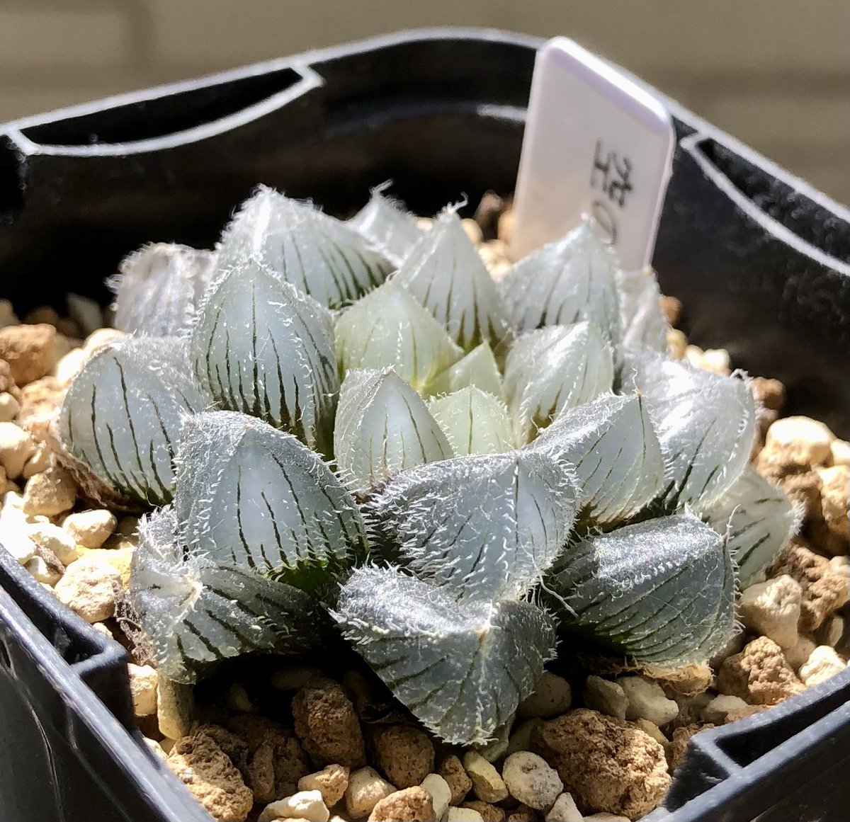 ハオルチア 空の音 今日は吉田園芸部さん繋がり。 こちらは前回撮影