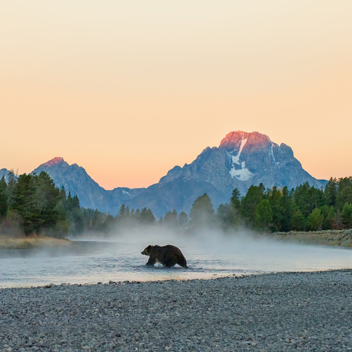 BlockBar tweet media