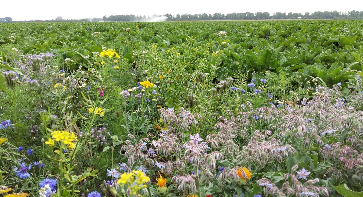 𝗣𝗵𝗗-𝘀𝘁𝘂𝗱𝗲𝗻𝘁 𝗴𝗲𝘇𝗼𝗰𝗵𝘁 𝘃𝗼𝗼𝗿 𝗙𝗔𝗕𝗳𝗼𝗿𝘄𝗮𝗿𝗱-𝗽𝗿𝗼𝗷𝗲𝗰𝘁
De <a href="/UvA_Amsterdam/">UvA Amsterdam</a> voert een NWO-project uit om FAB verder te ontwikkelen binnen de #akkerbouw. Deze #PhD is gericht op WP1: Ecologie van plagen en natuurlijke vijanden. Info: werkenbij.uva.nl/en/vacancies/p…