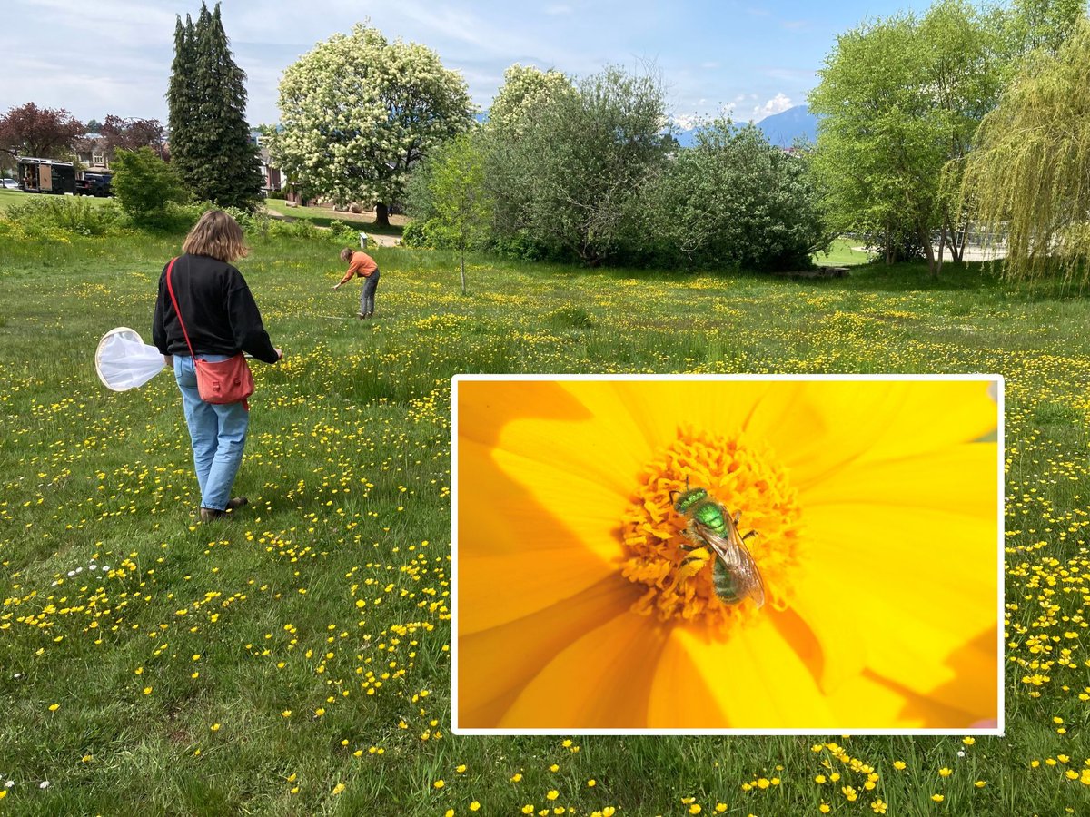 UBC Media Relations (@ubcnews) on Twitter photo How do āparks for bugsā boost pollinators in Vancouver?
New <a href="/ubcLFS/">UBC Faculty of Land and Food Systems</a> study shows that simple changes, such as less mowing and more creating more pollinator meadows, can create thriving ecosystems.
Read more: bit.ly/4lFTywg How do āparks for bugsā boost pollinators in Vancouver?
New <a href="/ubcLFS/">UBC Faculty of Land and Food Systems</a> study shows that simple changes, such as less mowing and more creating more pollinator meadows, can create thriving ecosystems.
Read more: bit.ly/4lFTywg
