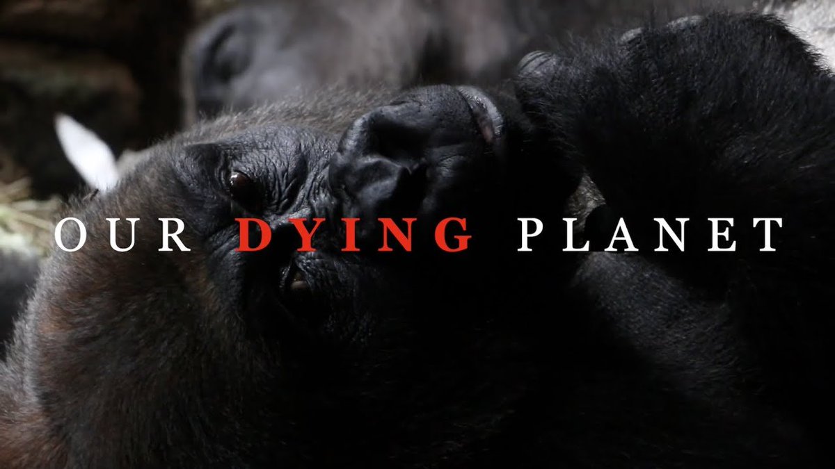 Resistance Pictures (@resistancepicts) on Twitter photo Happy #EarthDay. In honor of this celebration of our natural world, please watch our visual statement, Our Dying Planet, by <a href="/theYokoHiguchi/">Yoko Higuchi</a>, that was shot at <a href="/centralparkzoo/">Central Park Zoo</a>, <a href="/BronxZoo/">Bronx Zoo</a>, and <a href="/nyaquarium/">New York Aquarium</a> of <a href="/TheWCS/">WCS</a>. Save our planet, our home.
Link here: youtu.be/SRe0XjXKqzE. Happy #EarthDay. In honor of this celebration of our natural world, please watch our visual statement, Our Dying Planet, by <a href="/theYokoHiguchi/">Yoko Higuchi</a>, that was shot at <a href="/centralparkzoo/">Central Park Zoo</a>, <a href="/BronxZoo/">Bronx Zoo</a>, and <a href="/nyaquarium/">New York Aquarium</a> of <a href="/TheWCS/">WCS</a>. Save our planet, our home.
Link here: youtu.be/SRe0XjXKqzE.