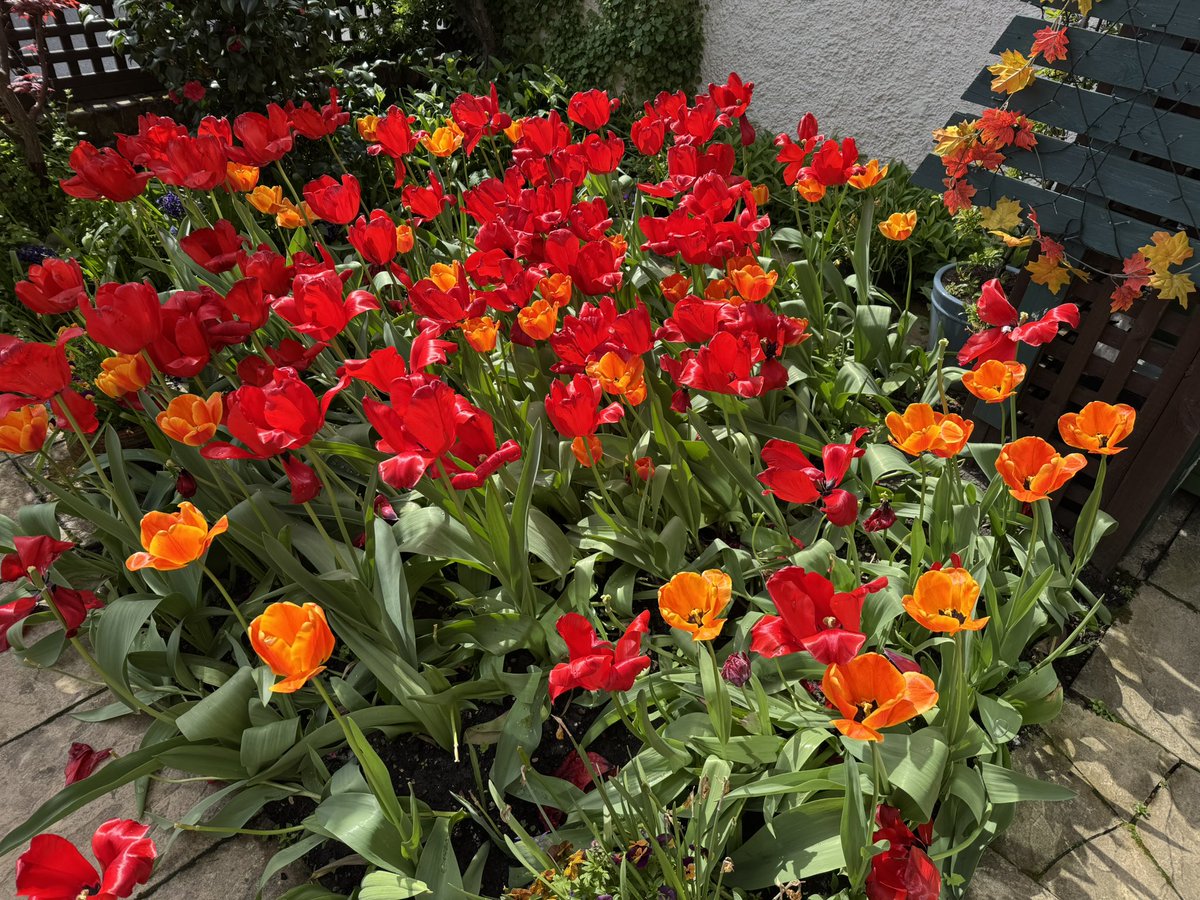 <a href="/jennyeclair/">Jenny Eclair</a> <a href="/FarmerGracy/">Farmer Gracy</a> The Elite full out now. What a fantastic display my <a href="/FarmerGracy/">Farmer Gracy</a> tulips and hyacinths have been. A triumph !! 
🌷 💐  🪻 😍