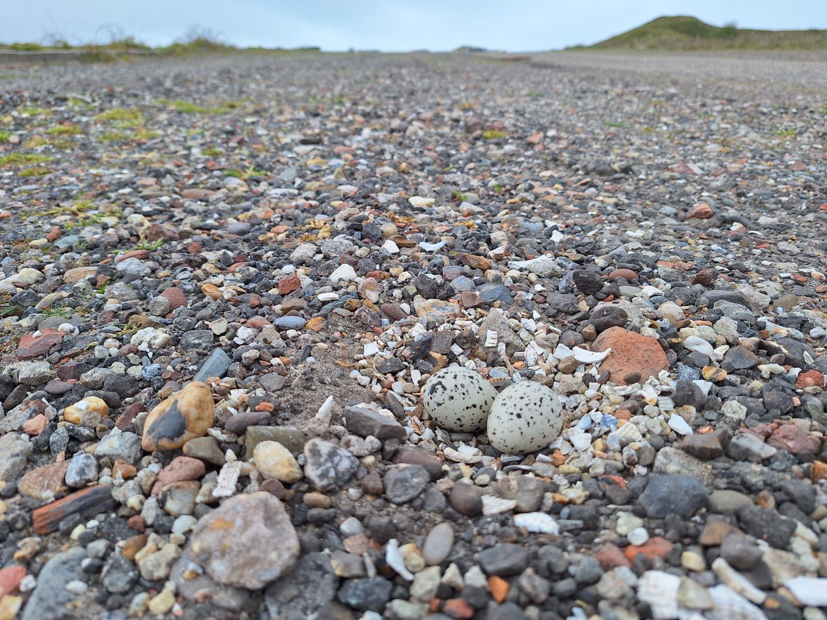 Boswachter Thomas tweet media