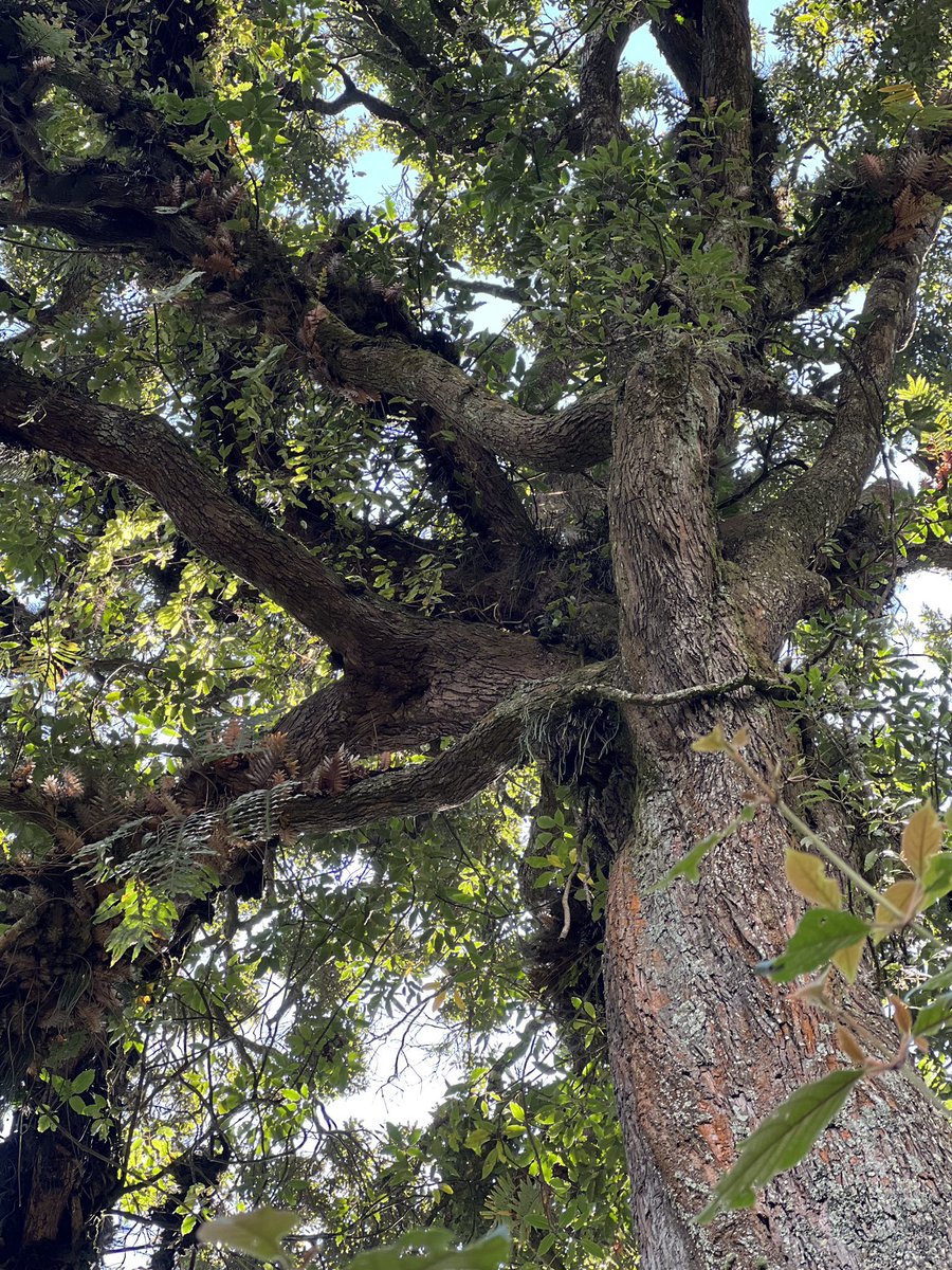 JeannetteBatam1's tweet image. The legacy tree submissions are NOW OPEN! Tell a friend to tell a friend! 
Click on the link below to access the online form! 

ur.ac.rw/?Announcement-…

By submitting a legacy tree you are contributing to conservation of biodiversity and cultural heritage #GreenRwanda#LegacyTree