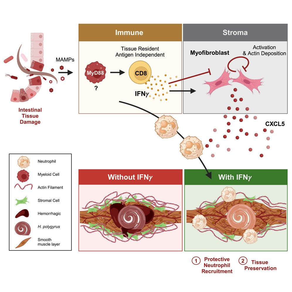 Triggered by the microbiota, gut-resident CD8+ T cells release IFNγ to preserve organ function and host mortality through stromal cell-specific signaling and recruitment of tissue-protective neutrophils
cell.com/cell/fulltext/…
<a href="/CellCellPress/">Cell</a> <a href="/King_Lab_McGill/">Irah King</a> <a href="/WestfallSusan/">Susan Westfall</a>